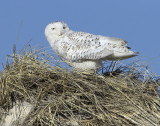 Snowy on Hampton dune.jpg