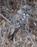 Great Grey Owl 4.jpg