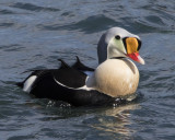 King Eider puffs up chest.jpg