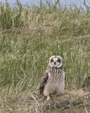 Short-eared Owl in grass.jpg
