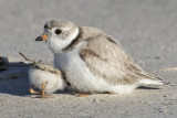 Plover_baby_crawls_under_mom.jpg