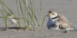 Piping_Plover_baby_by_mom_with_2nd_forward.jpg