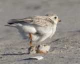 Plover_mom_lifts_up_and_away_from_baby.jpg