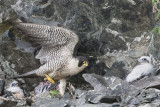 Peregrine_lands_with_pigeon_prey.jpg