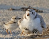 Piping_Plover_with_2_under_and_1_out.jpg