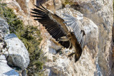 Griffon vulture - Vautours fauves