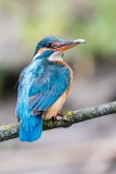 Kingfisher - Martin pcheur