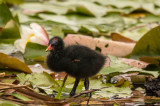 Moorhen Chick