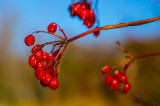 Berries