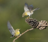 Pine Warblers