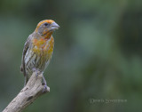 House Finch