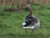 Greylag Goose - Anser anser (Grauwe Gans)