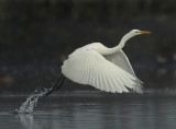 Great Egret - Ardea alba (Grote Zilverreiger)