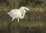 Great Egret - Ardea alba (Grote Zilverreiger)