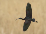 Glossy Ibis - Plegadis falcinellus (Zwarte Ibis)