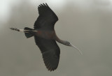 Glossy Ibis - Plegadis falcinellus (Zwarte Ibis)
