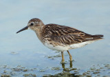 Long-toed Stint - Calidris subminuta (Taigastrandloper)