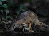 Lesser Mouse Deer - Tragulus kanchil