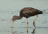 Glossy Ibis - Plegadis falcinellus (Zwarte Ibis)