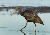 Glossy Ibis - Plegadis falcinellus (Zwarte Ibis)
