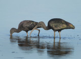 Glossy Ibis - Plegadis falcinellus (Zwarte Ibis)