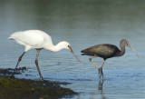 Glossy Ibis - Plegadis falcinellus (Zwarte Ibis)