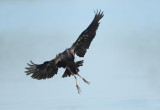Glossy Ibis - Plegadis falcinellus (Zwarte Ibis)