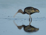 Glossy Ibis - Plegadis falcinellus (Zwarte Ibis)