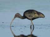 Glossy Ibis - Plegadis falcinellus (Zwarte Ibis)