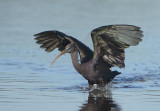 Glossy Ibis - Plegadis falcinellus (Zwarte Ibis)