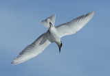 Whiskered Tern - Chlidonias hybrida (Witwangstern)