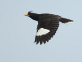 White-vented Myna - Acridotheres grandis (Grote Maina)