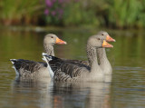 Greylag Goose - Anser anser (Grauwe Gans)