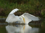 Great Egret - Ardea alba (Grote Zilverreiger)