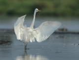 Great Egret - Ardea alba (Grote Zilverreiger)