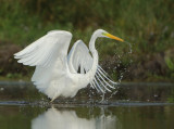 Great Egret - Ardea alba (Grote Zilverreiger)