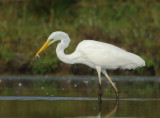 Great Egret - Ardea alba (Grote Zilverreiger)