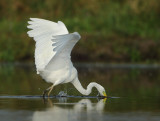 Great Egret - Ardea alba (Grote Zilverreiger)