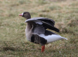 Greater White-fronted Goose - Anser albifrons (Kolgans)