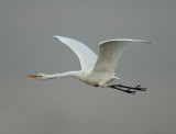 Great Egret - Ardea alba (Grote Zilverreiger)
