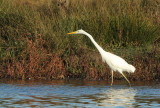 Great Egret - Ardea alba (Grote Zilverreiger)