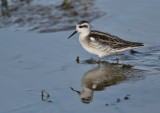 Phalarope  bec troit (Photo du jour du site Oiseaux rares du Qubec)