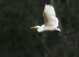 moggill wetlands