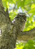 Frogmouths November in the yard