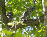 Frogmouths November in the yard