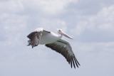 Pelicans etc on the pier at Hervey Bay