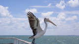 Pelicans etc on the pier at Hervey Bay