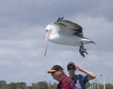 Pelicans etc on the pier at Hervey Bay