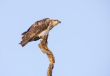 Ospreys at Hervey Bay