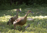 Whistling ducks (Shawl)